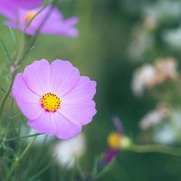 花弁を広げるピンク色のコスモス、秋桜の優しい表情の写真