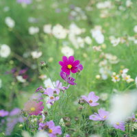 ピンク色のコスモスに包まれる花畑の写真