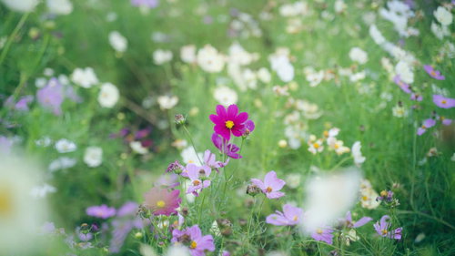 ピンク色のコスモスに包まれる花畑