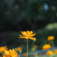 空に向かって花開くオレンジ色のコスモスの花の写真