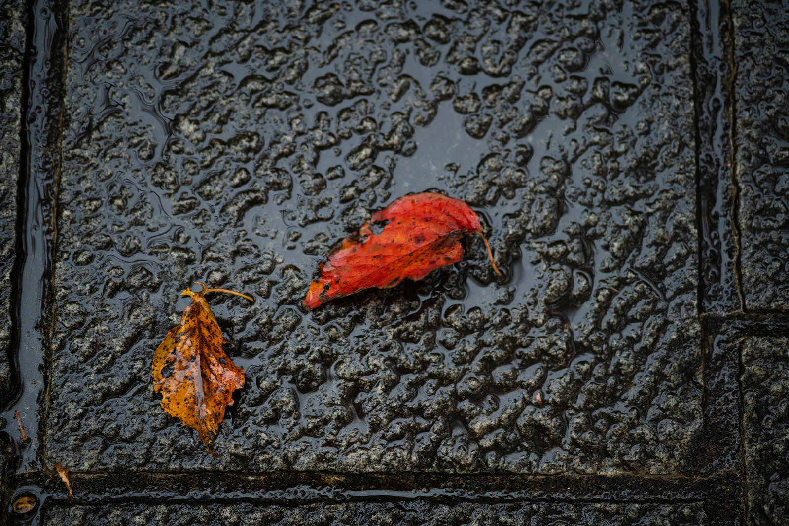 雨上がりの濡れたコンクリートの地面に落ちた赤とオレンジ色の紅葉