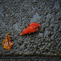 雨上がりの地面に落ちた紅葉ともみじの濡れた落ち葉の写真