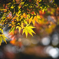 色づき始めたもみじの枝、秋の紅葉の写真