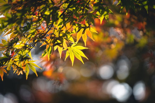 色づき始めたもみじの枝、秋の紅葉