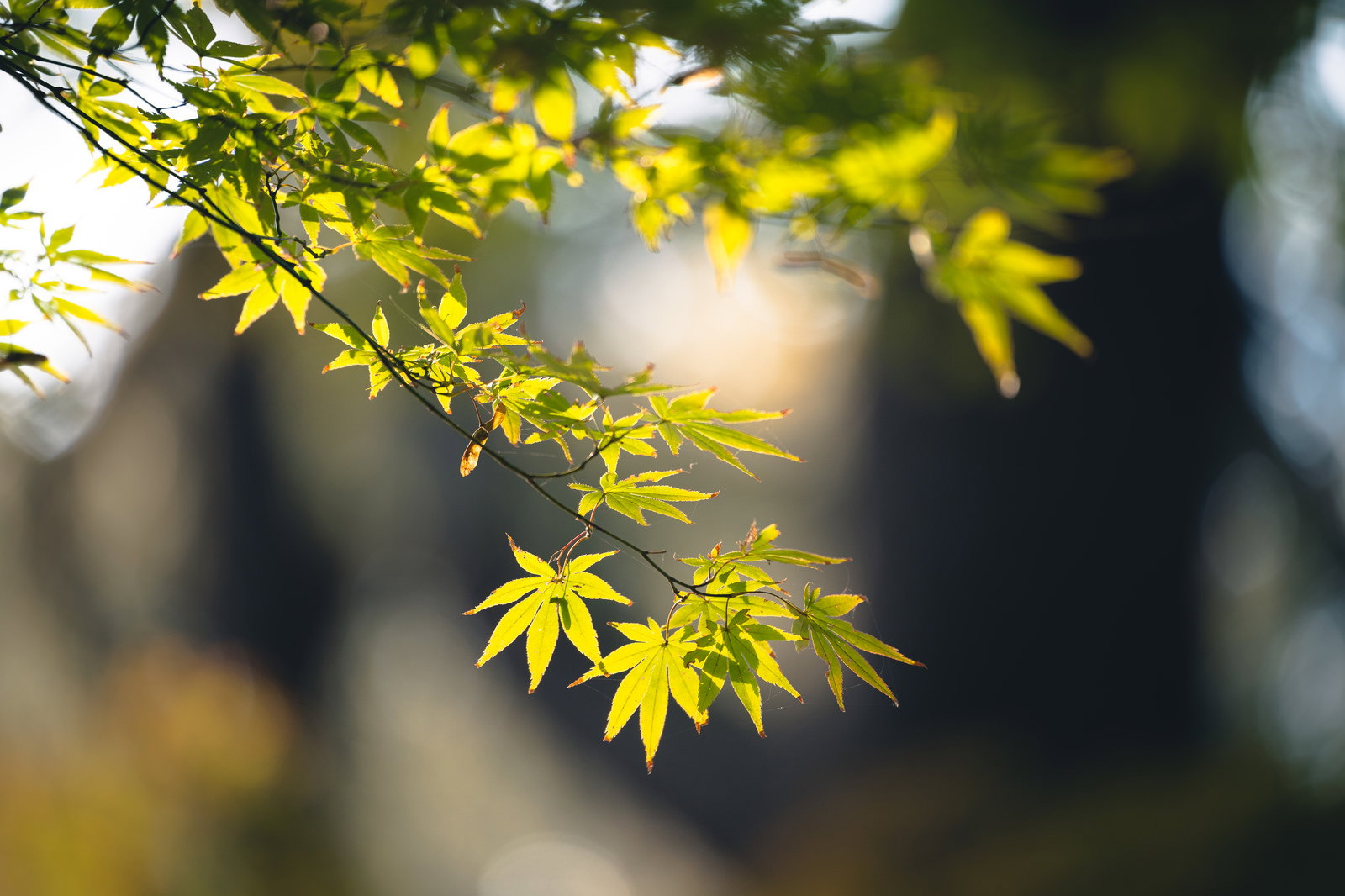 逆光で輝く青もみじの葉が木漏れ日に透けている様子