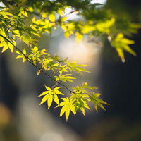 陽に透ける青もみじの新緑。逆光に輝く春の自然の写真