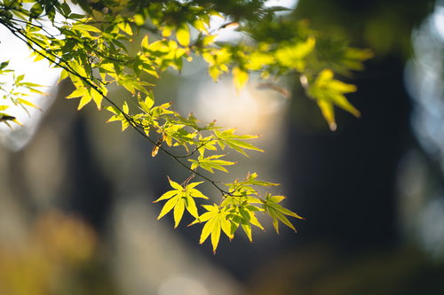 陽に透ける青もみじの新緑。逆光に輝く春の自然