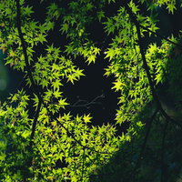 初夏の新緑に輝くもみじの若葉。透光する緑色の葉の写真