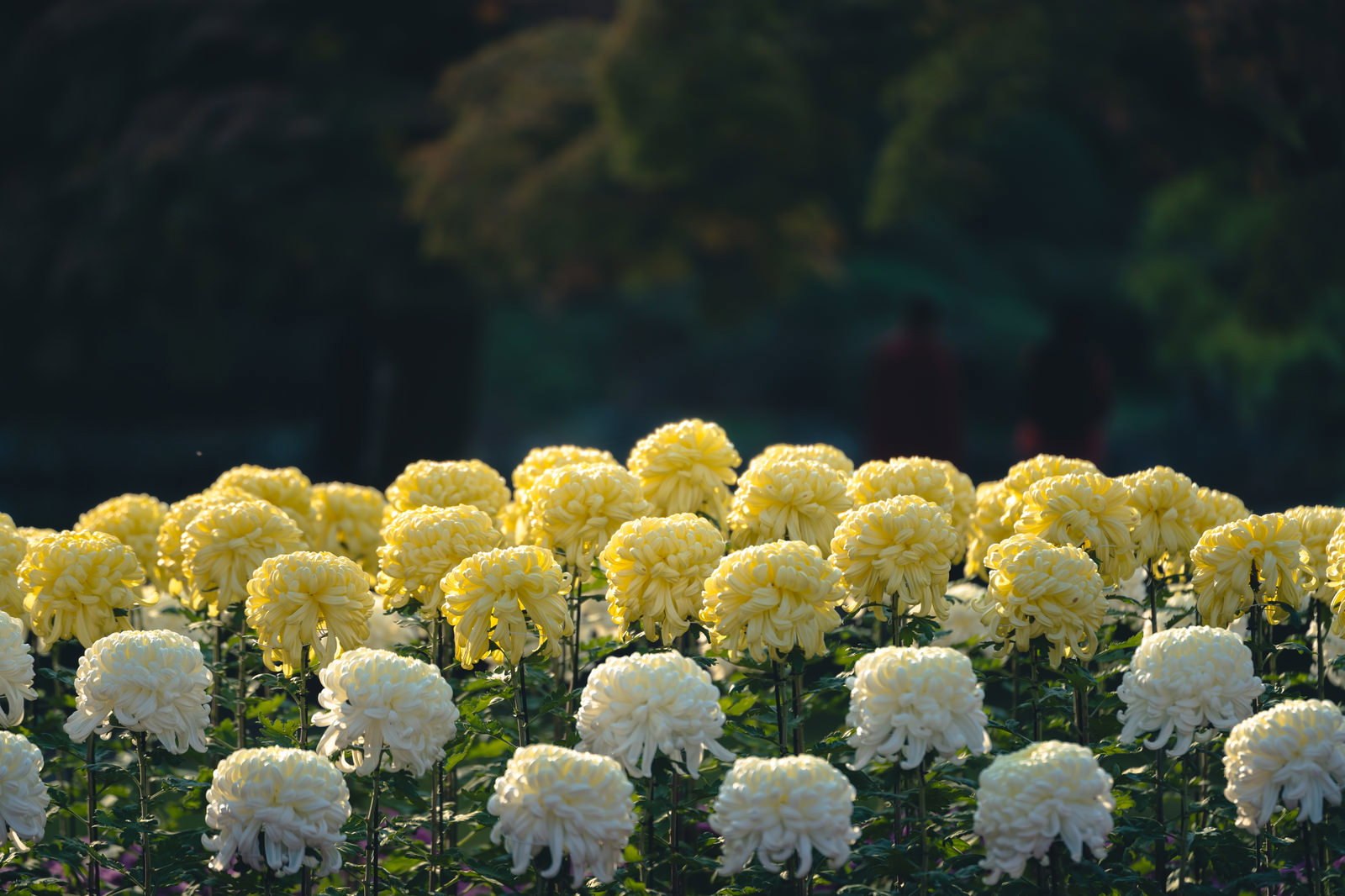黄色と白の菊が整然と植えられた菊畑の風景