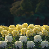 黄色と白の菊が咲く菊畑の風景の写真
