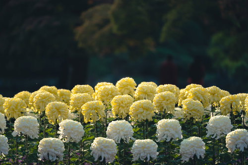 黄色と白の菊が咲く菊畑の風景