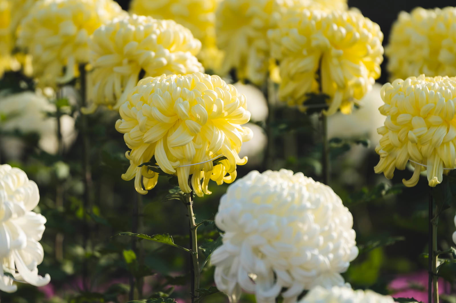 黄色と白色の菊の花が満開に咲いている花壇の様子