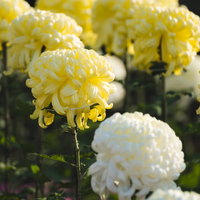 黄色と白色の菊が満開に咲く菊畑の秋の風景の写真