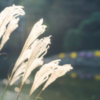 太陽の光を浴びてきらめくススキの穂が輝く秋の草原の写真