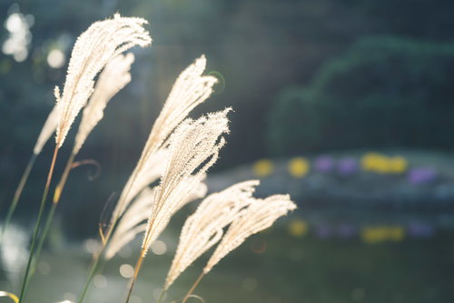 太陽の光を浴びてきらめくススキの穂が輝く秋の草原