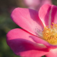 花弁の残る雄しべの影｜ピンク色の花のクローズアップの写真