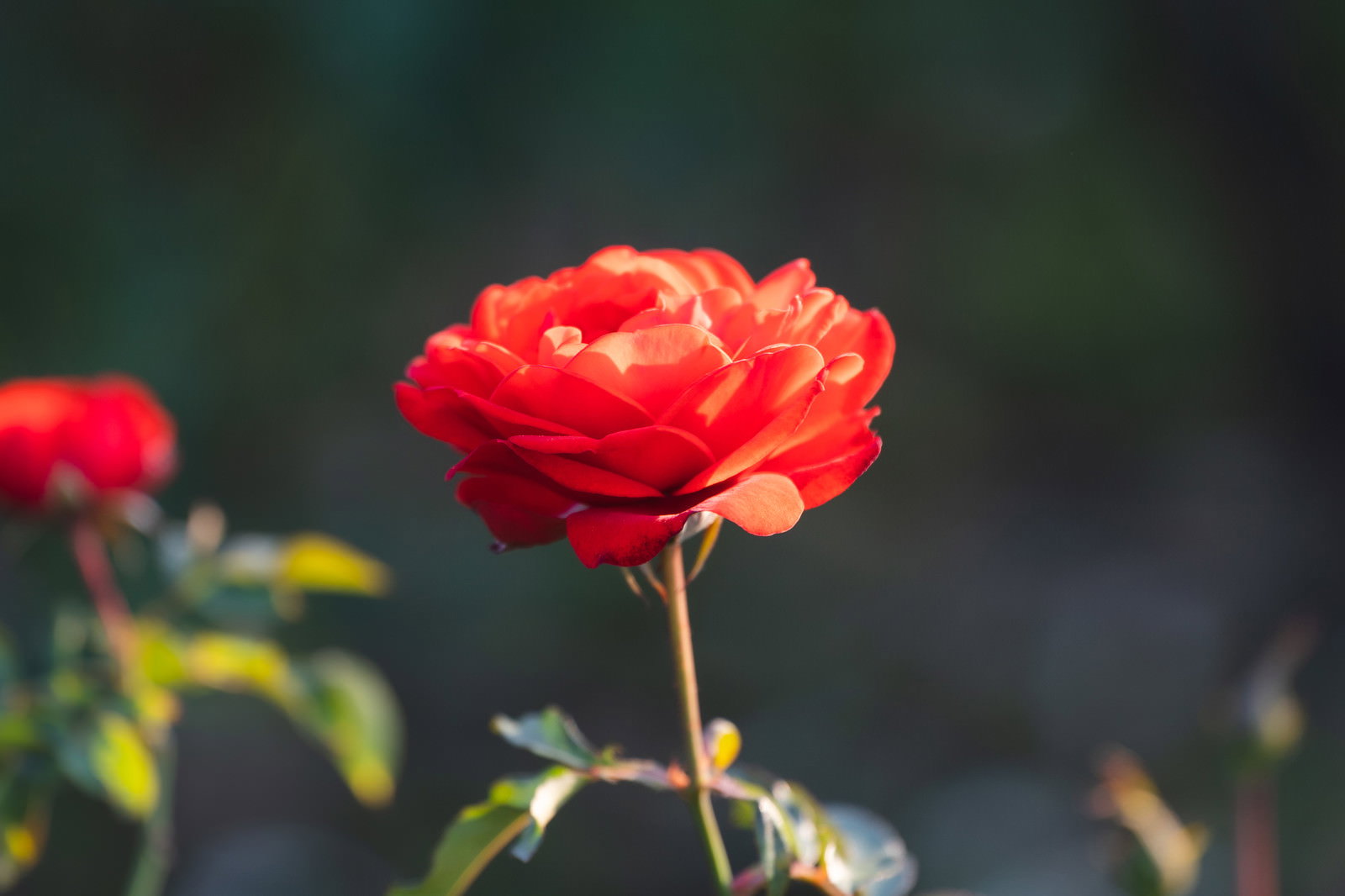 夕日の光に照らされた赤いバラの花が美しく咲いている