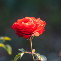 夕日に照らされて開花するバラの花と庭園の風景の写真