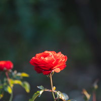 夕日に照らされる薔薇の花弁と開花する赤いバラの写真