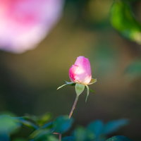 緑に包まれるピンク色の花の蕾のマクロ撮影の写真