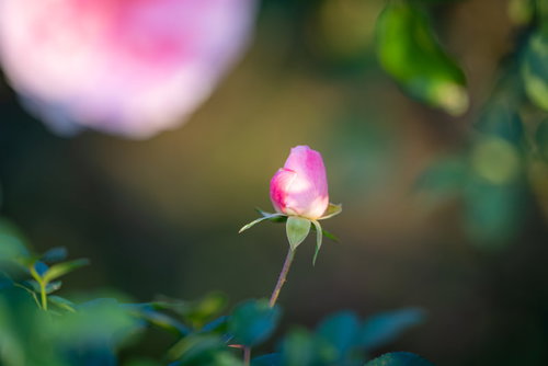 緑に包まれるピンク色の花の蕾のマクロ撮影