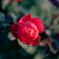 開花する一輪の赤いバラと花弁、緑の葉の写真