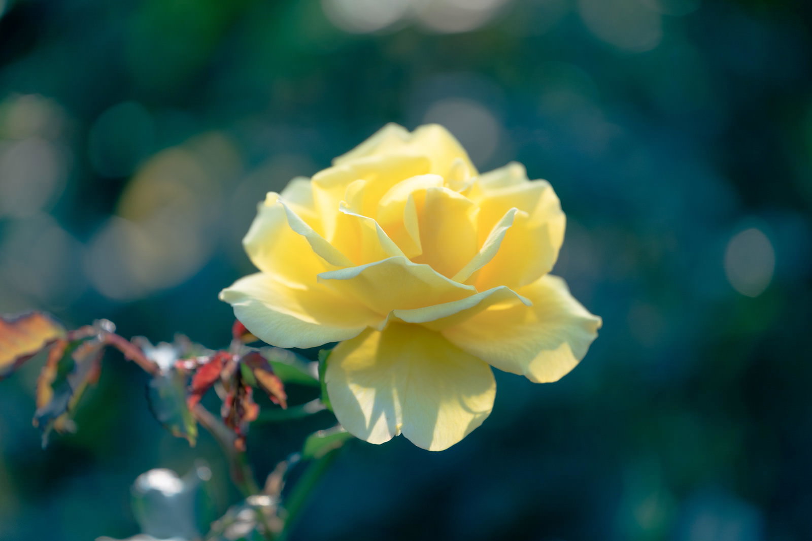 緑の背景に咲く薄い黄色の薔薇の花