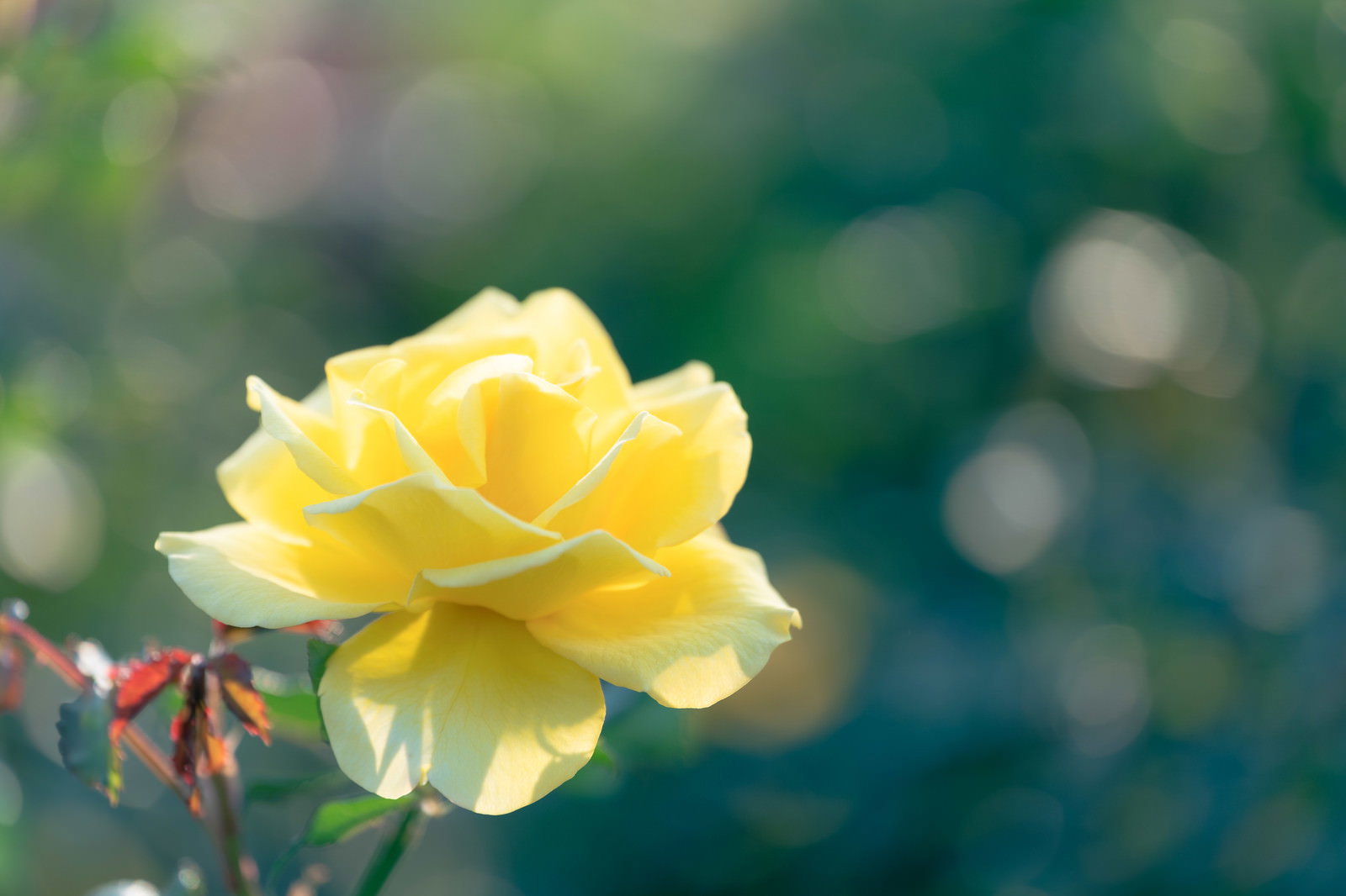 日の当たる場所で咲く鮮やかな黄色い薔薇の花