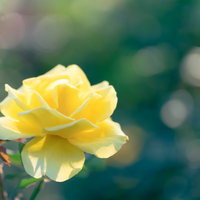 日差しを受けて咲く黄色の薔薇の写真