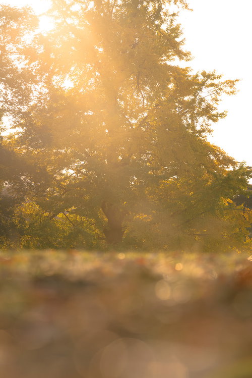 夕陽に浮かぶ大木のシルエット 夕焼け空と樹木の光と影