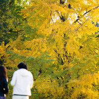 カップル越しの黄色く色づいたイチョウの大木の写真