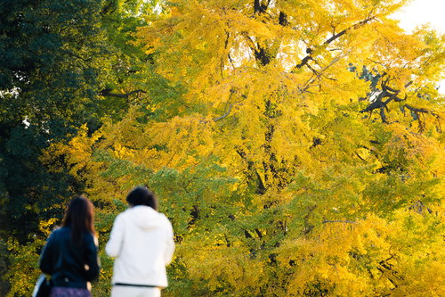 カップル越しの黄色く色づいたイチョウの大木