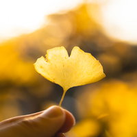 夕日に透ける摘まみ上げたイチョウの葉と秋の季節感の写真