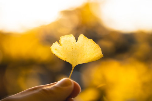夕日に透ける摘まみ上げたイチョウの葉と秋の季節感