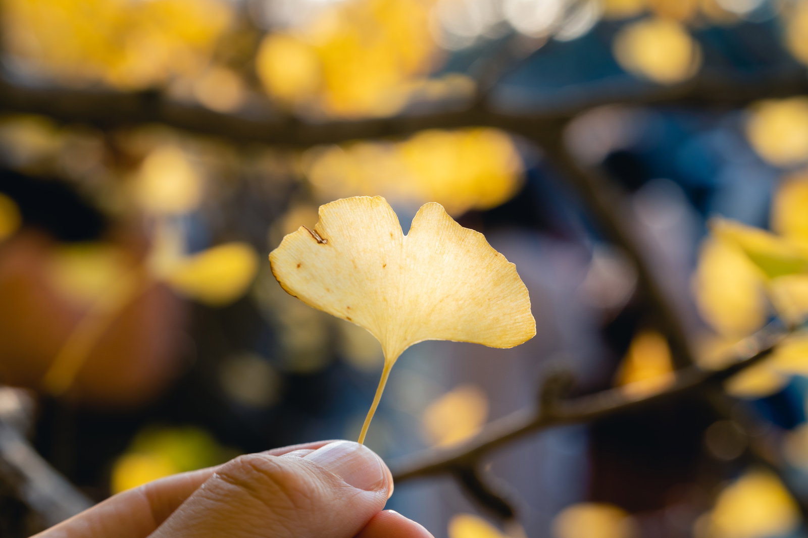 黄色に色づいたイチョウの葉を手に持っている様子