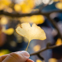 色づいたイチョウの葉を手に持つ秋の情景の写真