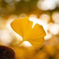 黄金色に輝くイチョウの葉を取り囲む玉ボケの写真