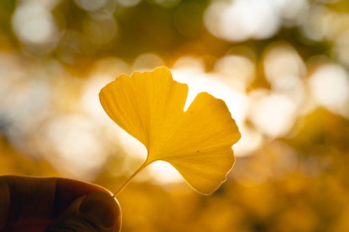 黄金色に輝くイチョウの葉を取り囲む玉ボケ