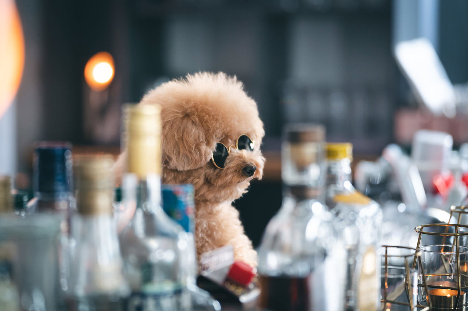 バーカウンターでサングラスをかけたトイプードルが座っている様子［モデル：こてつ］