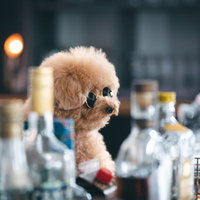 バーカウンターに座るサングラス姿の情報屋風トイプードルの写真