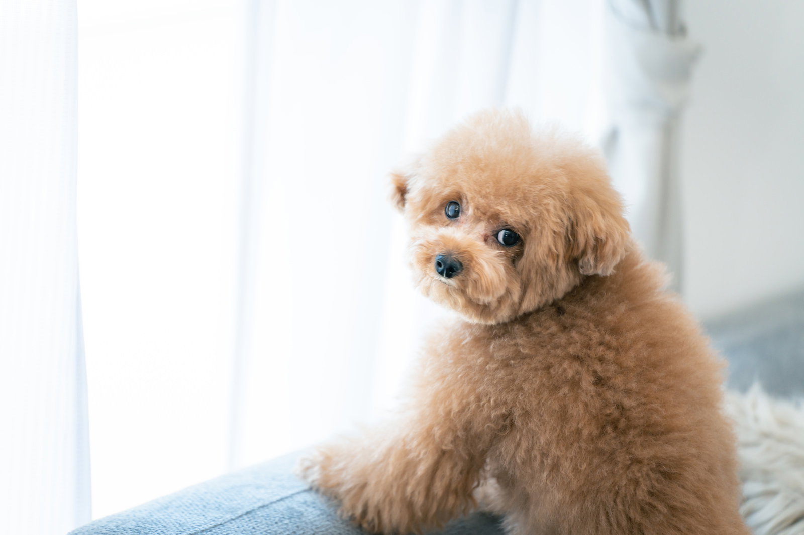 室内で上を見つめる薄茶色のふわふわした毛のトイプードル［モデル：こてつ］