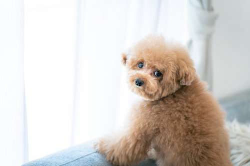 お外に出て散歩したい表情で上を見つめるトイプードル