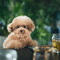BARのカウンターでしっぽり飲むトイプードルの写真