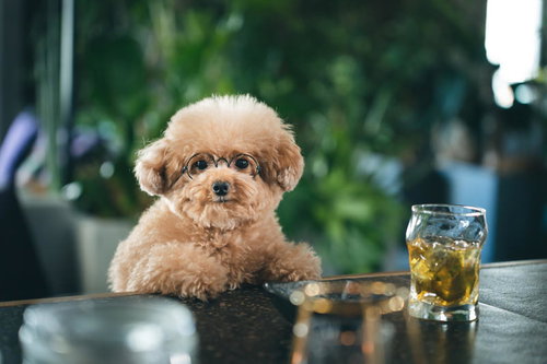 BARのカウンターでしっぽり飲むトイプードル