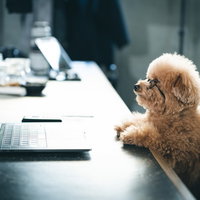 PCに手が届かないノマドトイプードル、デスクワーク中の愛犬の写真