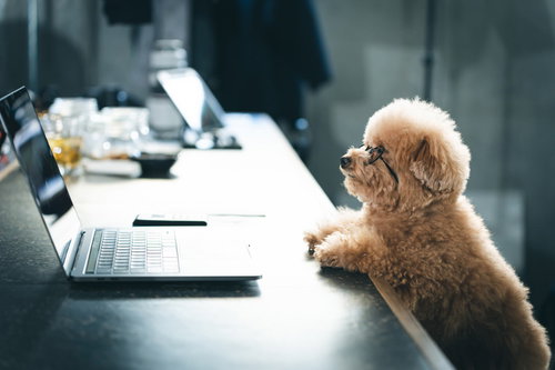 PCに手が届かないノマドトイプードル、デスクワーク中の愛犬