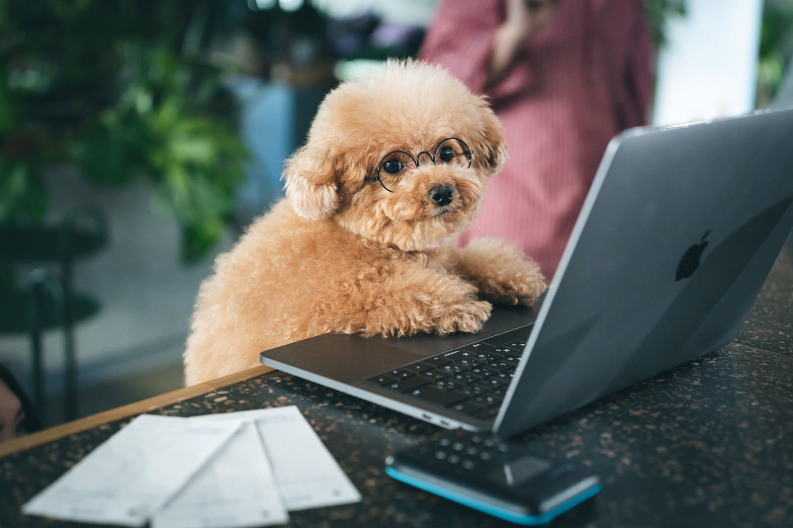 デスクでMacBookの前に座るトイプードルの愛らしい姿［モデル：こてつ］