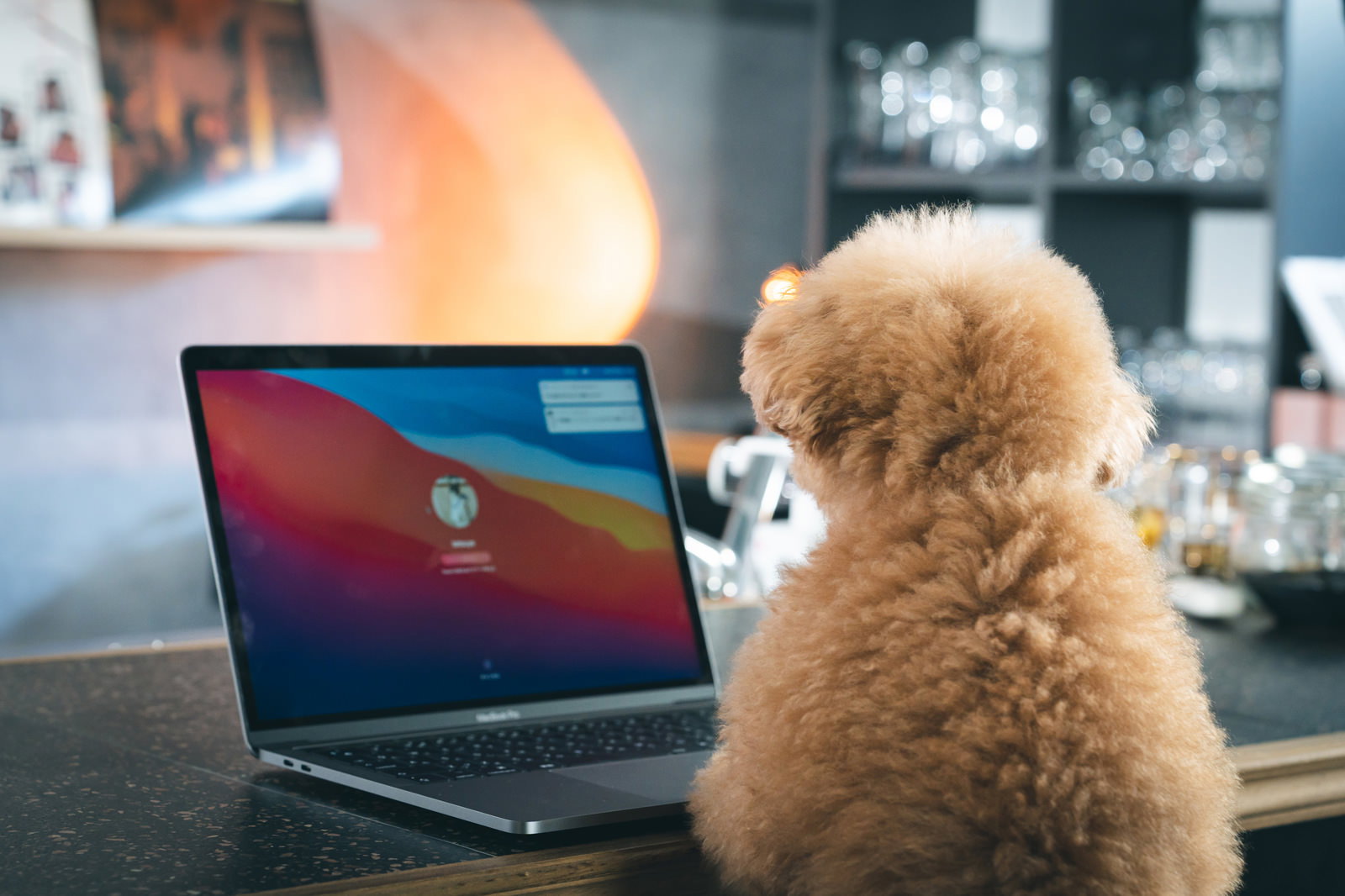 テーブルに置かれたMacbookの画面を見つめる茶色のトイプードル［モデル：こてつ］