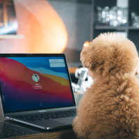 洒落たBARでMacbookを開くトイプードルの写真