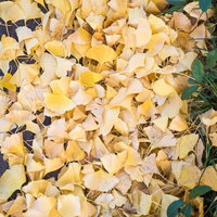 イチョウの黄葉が地面に積もった落ち葉の風景の写真